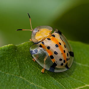 macro photo of spotted shield bug on leaf