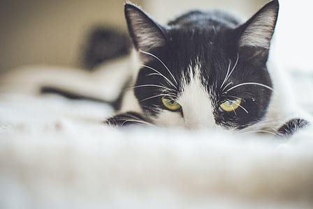 Close-up Photography of a Tuxedo Cat