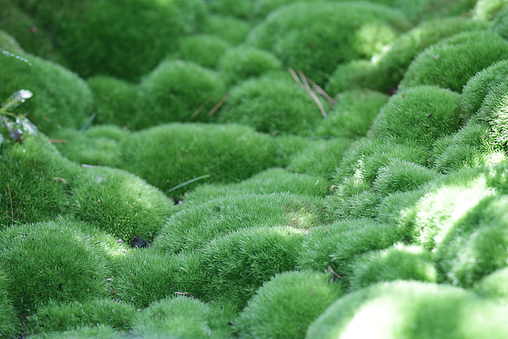 Moss, Green, Nature, Damp, Outdoor, moss, green