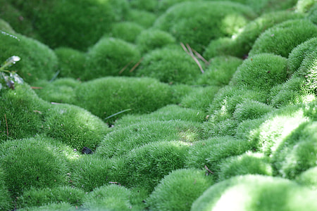 Moss, Green, Nature, Damp, Outdoor, moss, green