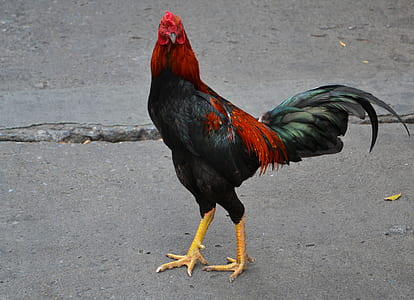 rooster on concrete surface