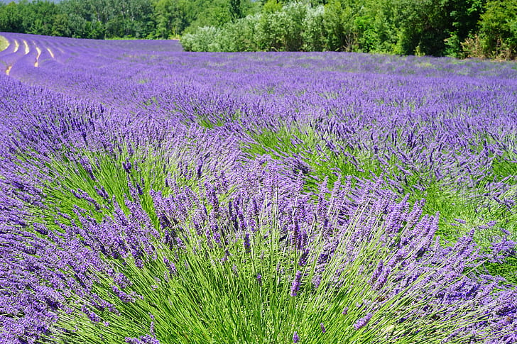 bed of purple lavender flowers