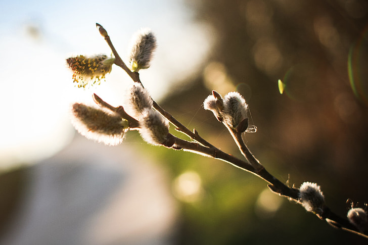 Spring is here! Salix caprea (goat willow)