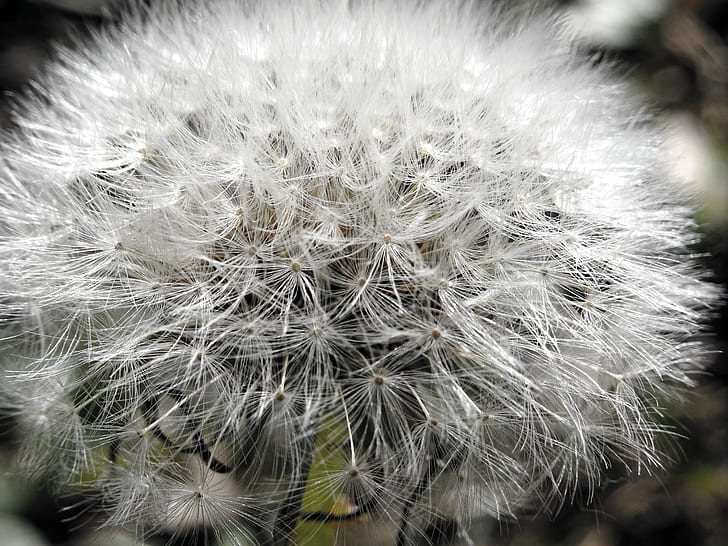Closeup Photo of White Dandelion