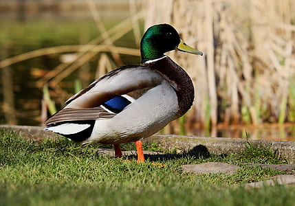 mallard duck on green grass during daytime