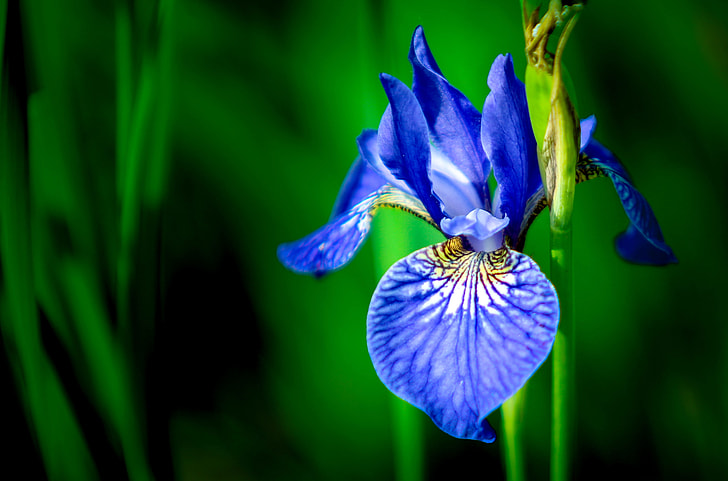 selective focus photo of blue petaled flower in bloom