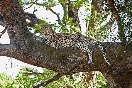 leopard sitting on tree branch during daytime