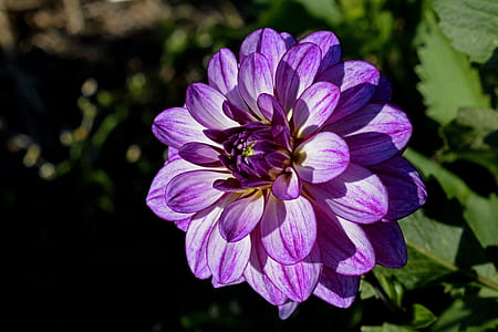 Purple Flower Shallow Focus Photography