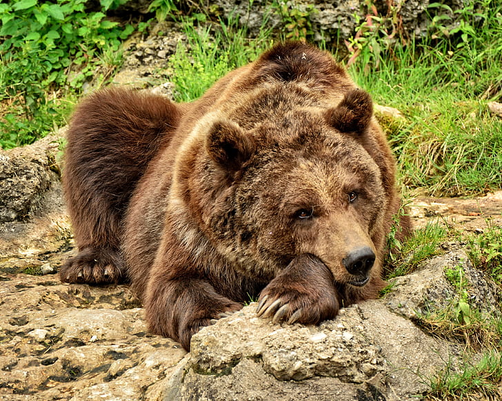 brown bear on brown ground
