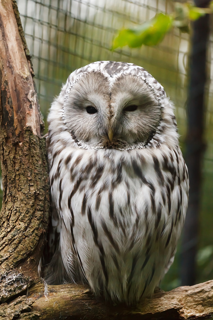shallow focus of white and gray owl