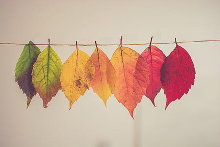 assorted-color hanging leaves photograph