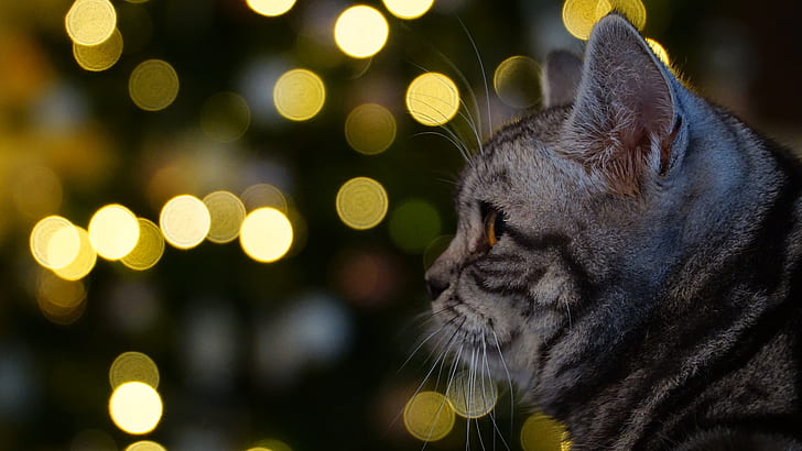 selective focus photography of silver Tabby cat