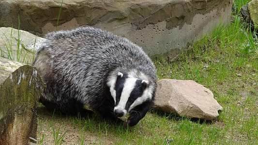 black and white badger animal