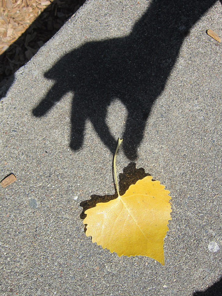 yellow leaf on concrete pavement