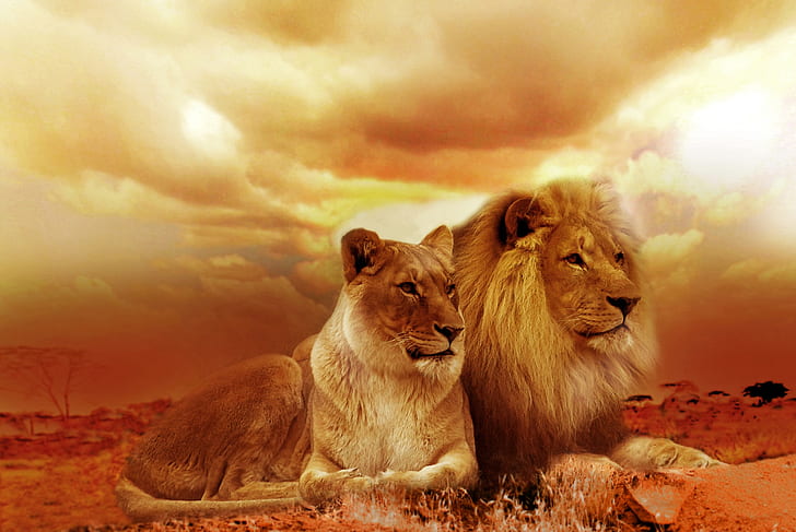 lion and lioness sepia photo