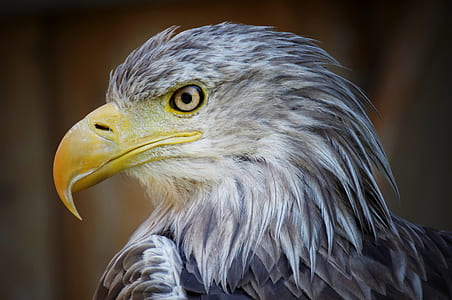 selective focus photo of bald eagle head