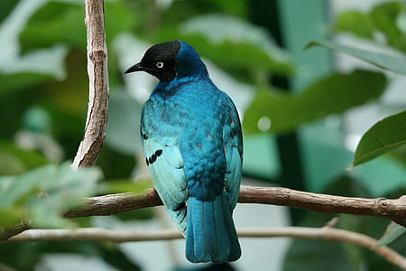 close-up photography black-headed blue bird