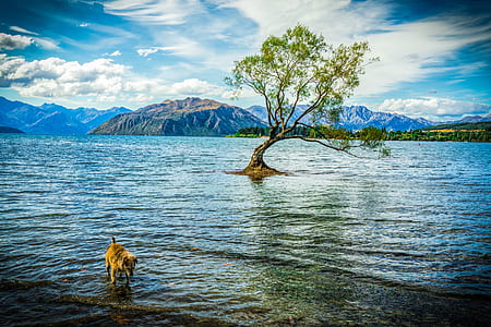 adult tan dog in body of water with green leaf tree near mountain under white cloud blue skies
