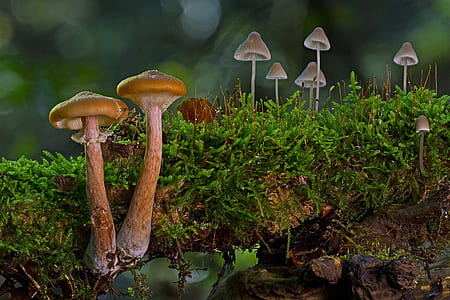 brown mushrooms growing from tree root