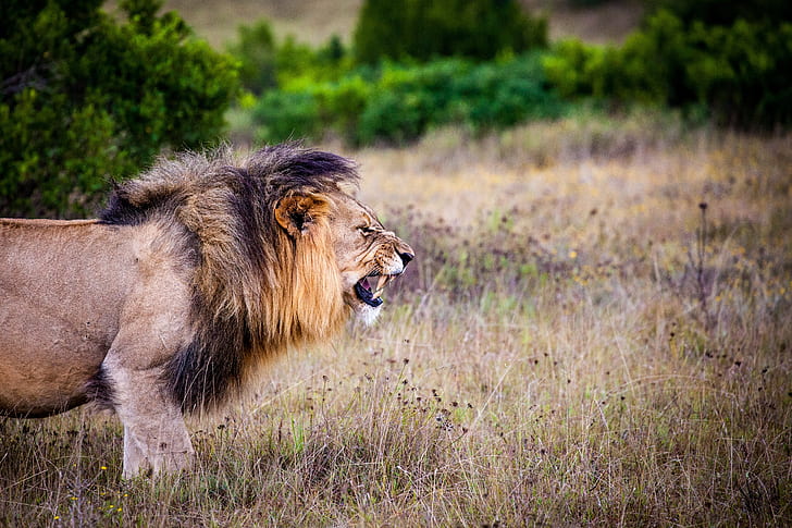 lion standing on dried grass