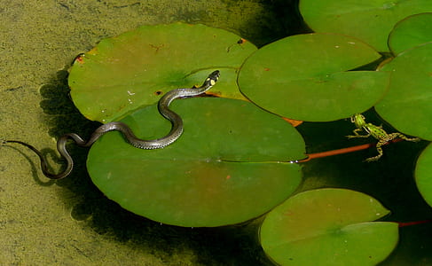 gray snake on water lily pad