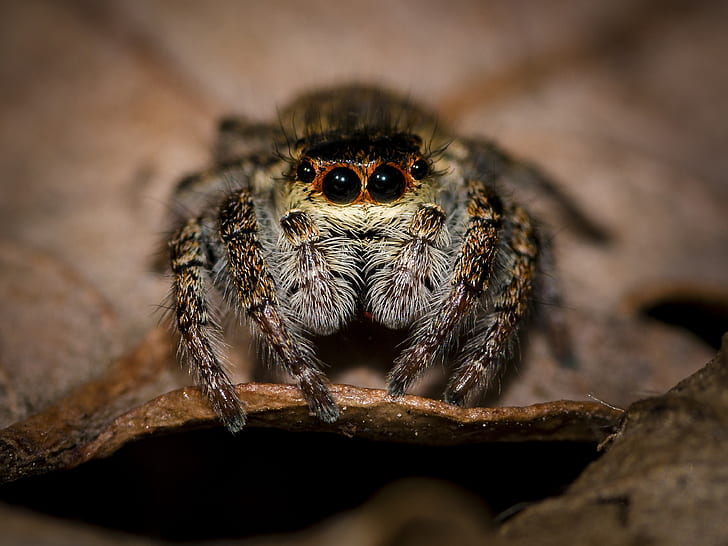 macro photography of jumping spider perched on brown leaf