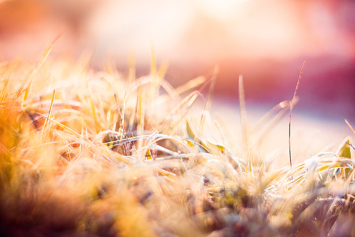 Dreamy Morning Hoarfrost on Grass