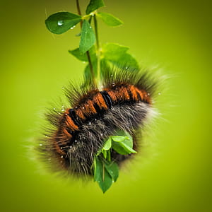 brown and black wooly bear caterpillar on leaf