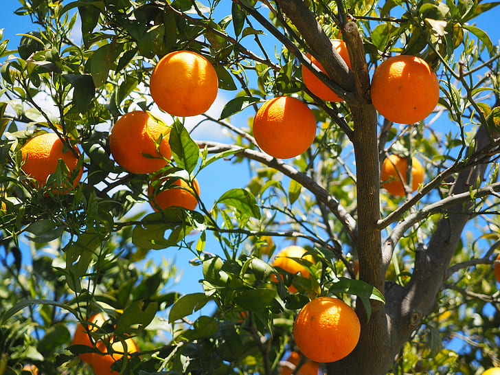 shallow focus of tree with orange fruits