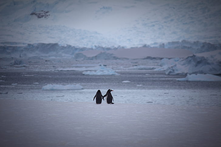 Two Penguins at Snow Area