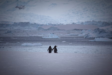 Two Penguins at Snow Area