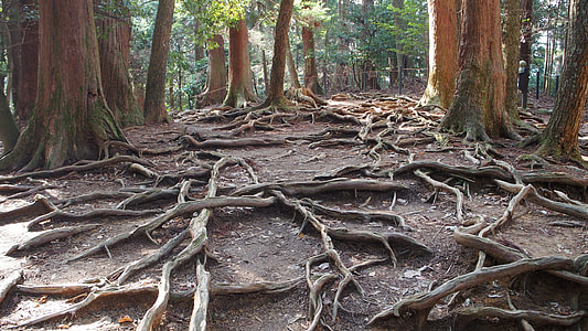view of tree roots