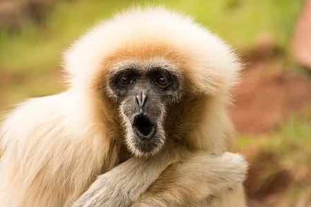 wildlife photography of brown monkey