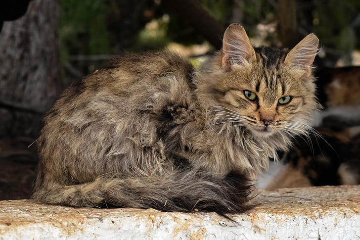 brown fur cat on gray concrete board