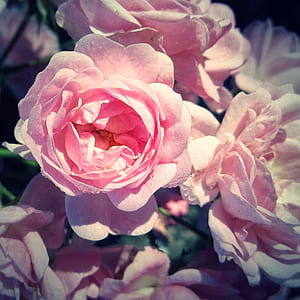 bloomed pink roses