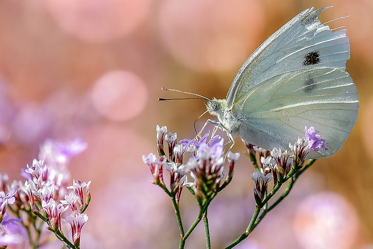 closeup photo of a cabbage butterfly on a purple petaled flower