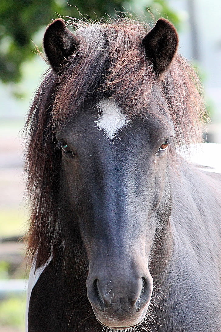 selective focus photography of black horse