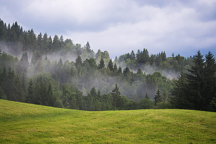 green grassland in front of green pine trees