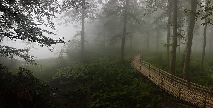 brown wooden bridge in the middle of forest during foggy day
