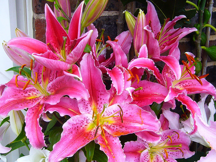 pink lilies in bloom at daytime
