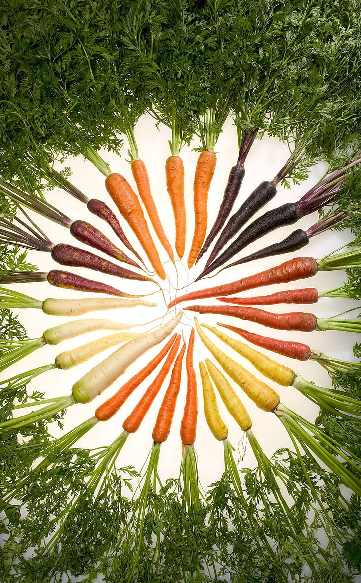 closeup photo of carrots artwork
