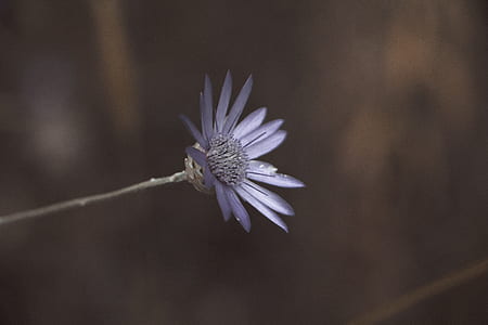 Macro Lens Photo Showing Purple Flower