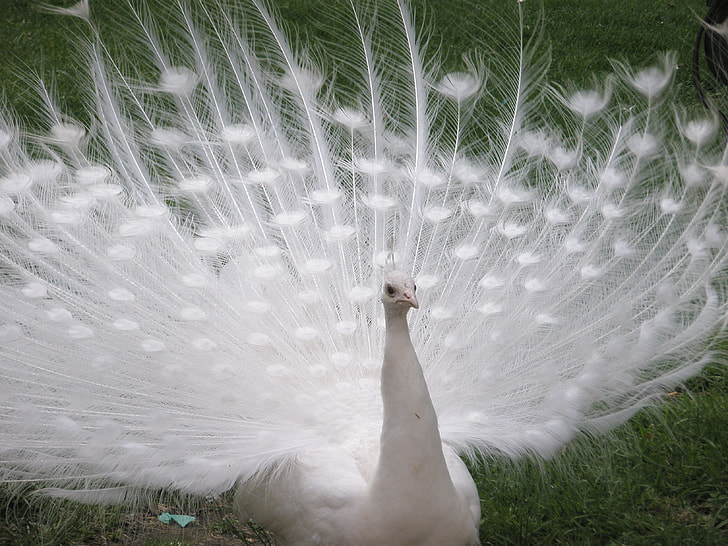 white peacock on green grass field during daytime