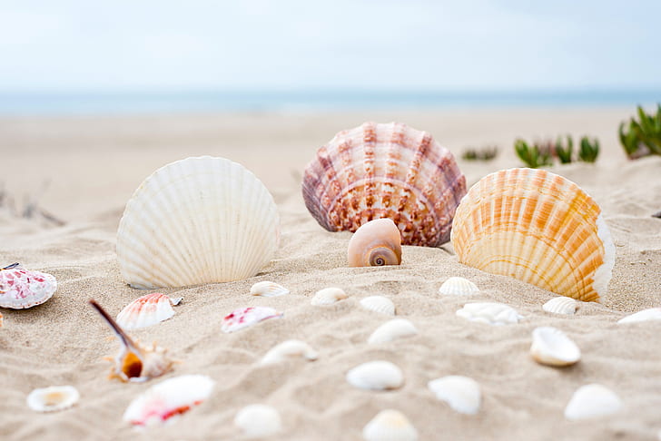 assorted-color shells