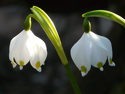 two white-and-green petaled flowers in closeup photography
