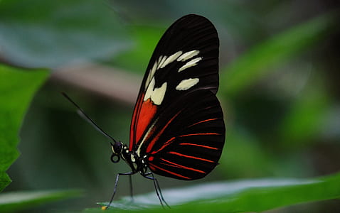 black, red, and white longwing butterfly perched on green leaf closeup photography