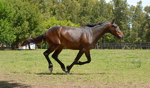 brown horse running on green grass field during daytime