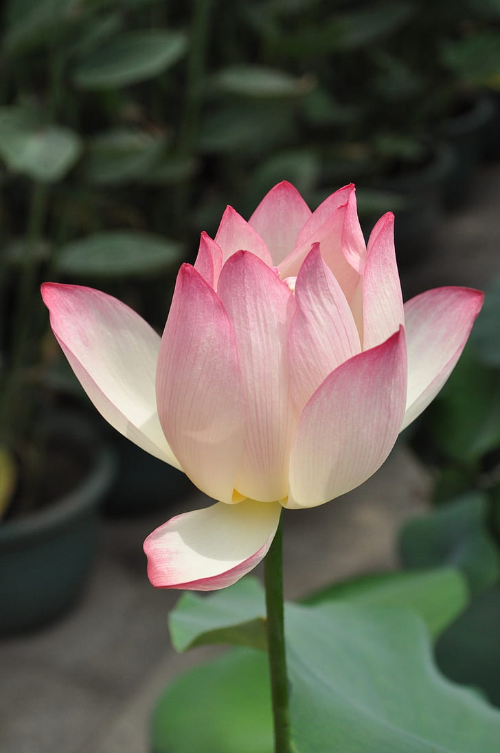 closeup photo of pink and white petaled flower
