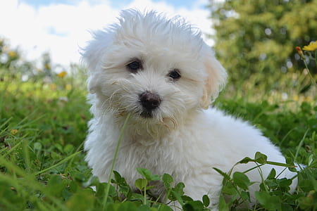 white Maltese puppy sits on grass field at daytime