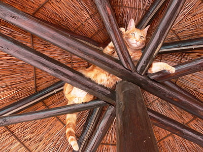 brown tabby cat laying on top of brown woven parasol